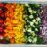 Rainbow Salad with Greek Dressing